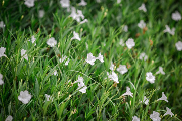 Obraz na płótnie Canvas Blurred background of flowers that grow on the fields or roads.