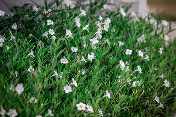 Fototapeta premium Blurred background of flowers that grow on the fields or roads.