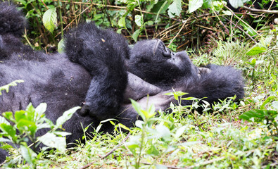 A Gorilla (Gorilla beringei beringei) - Rwanda	
