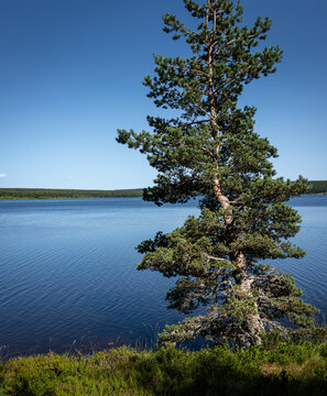 lake charpal  .reservoir  ,Lozere France. a sunny summer day. with ftree in the forground.
