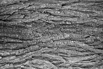 Old wood texture