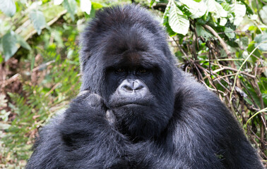 A Silverback Gorilla (Gorilla beringei beringei) - Rwanda	
