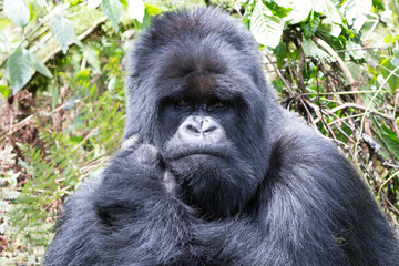 A Silverback Gorilla (Gorilla gorilla) - Rwanda	
