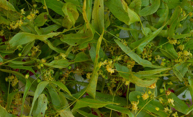 Linden flowers Tilia platyphyllos are dried for herbal tea. Close-up view from the top.