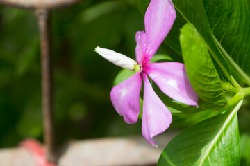 Pink Flowers in garden, flora green plant background leaf, wallpaper beautiful nature close up macro photo outside Asian Pakistan Balochistan