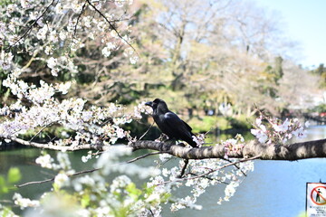 東京都 井の頭公園 桜の季節