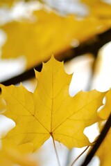 Naklejka na ściany i meble Autumn time. Yellow maple leaves close-up on a blurred tree branches background.Autumn Nature Wallpaper.Fall 