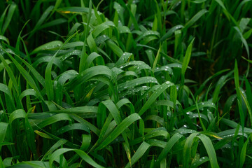 Tall green grass with dew drops on it. Juicy grass after summer rain.