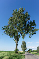 Fototapeta premium Tree growing by the road. Countryside travel background. Asphalt road landscape. High tree with blue sky in the background. Single isolated tree on meadow.