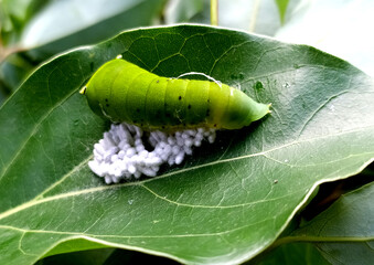 Caterpillar on leaf