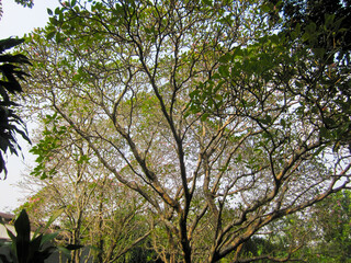 Frangipani, Plumeria, Temple Tree, Graveyard Tree, background old trees.