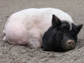 Photo of a pig. Nature. Large animal.                          