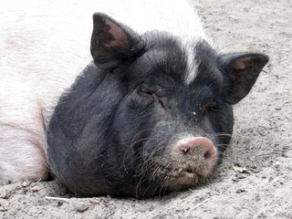 Photo of a pig. Nature. Large animal.                          