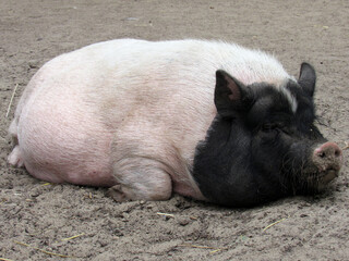 Photo of a pig. Nature. Large animal.                          