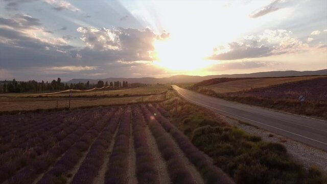 Highway in a sunset with lavender fields