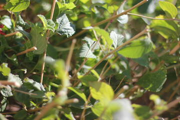Alanya, TURKEY - August 10, 2013: Travel to Turkey. Greenery. Flowers. Plants of Turkey. Palm trees. Foliage, trees