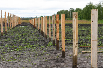 Construction of a wooden greenhouse in the field. Wooden beams are embedded in the ground.