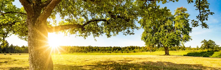 Fototapeten Landschaftsbanner breiter Panorama-Panoramahintergrund - Heuballen auf einem Feld und blauem Himmel mit strahlender Sonne und Apfelbaum im Sommer in Deutschland © Corri Seizinger