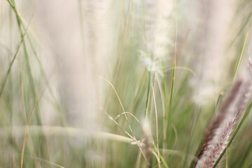 Alanya, TURKEY - August 10, 2013: Travel to Turkey. Greenery. Flowers. Plants of Turkey. Palm trees. Foliage, trees