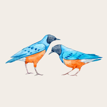 Beautiful vector stock illustration with two watercolor blue and orange birds.