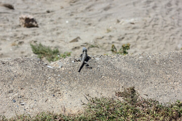 Alanya, TURKEY - August 10, 2013: Travel to Turkey. Funny lizard.