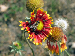 A bee collects pollen on a flower