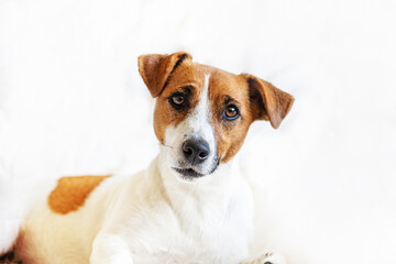 adult muzzle dog jack russell terrier smooth-haired on white background