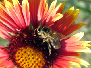 A bee collects pollen on a flower