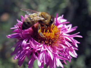 A bee collects pollen on a flower