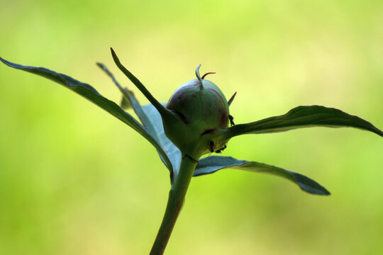 “Peony Bud” Images – Browse 399 Stock Photos, Vectors, and Video