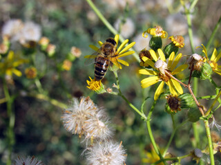 A bee collects pollen on a flower