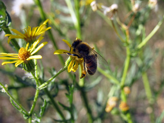 A bee collects pollen on a flower
