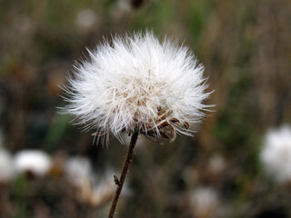 The photo shows the wildflower Osot.
