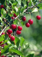 Cherry branch on a green background             
