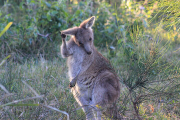 Naklejka na ściany i meble kangaroo in the wild