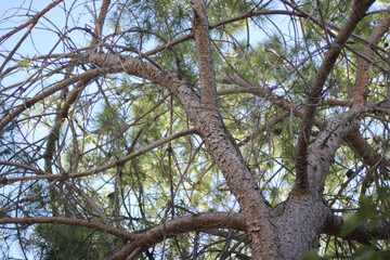 Alanya, TURKEY - August 10, 2013: Travel to Turkey. Greenery. Flowers. Plants of Turkey. Palm trees. Foliage, trees