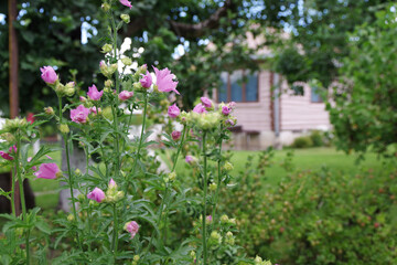 Beautiful village house. Bush with delicate pink flowers. Village concept