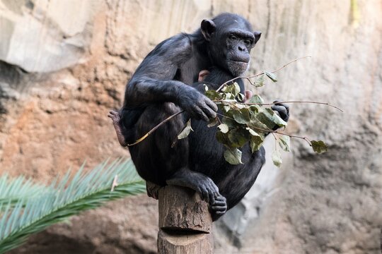Mahlzeit ! - Fressender Schimpanse im Leipziger Zoo