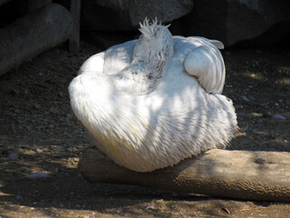 Photo. Nature. White pelican
