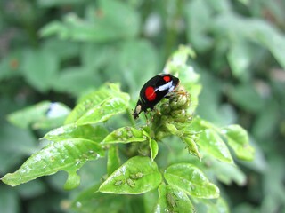 Ladybug, Harmonia axyridis and aphids on a green leaf.
