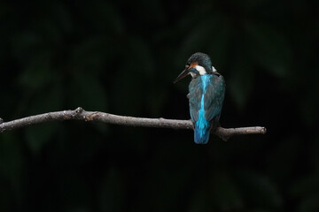 kingfisher on branch