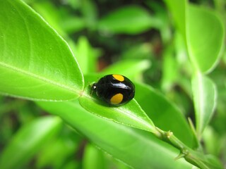 Ladybug, Harmonia axyridis on a green leaf.
