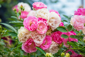 Beautiful pink roses flower in the garden