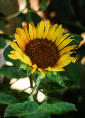 sunflower in the garden
