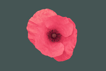 A bright pink "Poppy" flower isolated against a dark green background. Colors enhanced.  