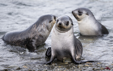 baby Fur Seals at Stromness, old whaling station, South Georgia