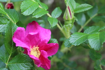 Obraz na płótnie Canvas pink flower rose of summer