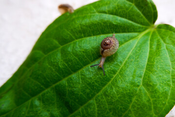 cute little snail isolated on green betel leaf