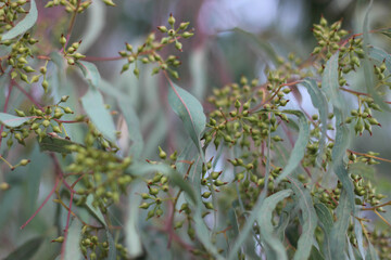 Alanya, TURKEY - August 10, 2013: Travel to Turkey. Greenery. Flowers. Plants of Turkey. Palm...