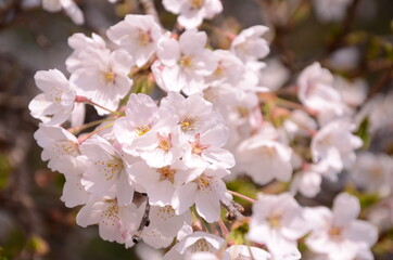 桜